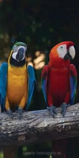 Fotoapeta na stenu Macaw S-184