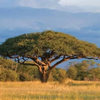 Vliesové fototapety Acacia Trees L-127