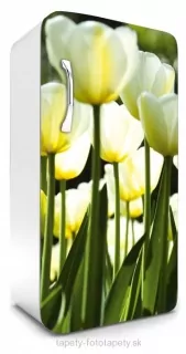 Fototapeta Dimex Tulips 65 x 120 cm FR120-026