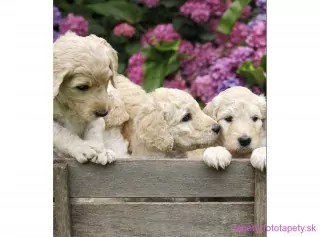 DIMEX fototapeta Šteniatka labradora MS-3-0224 - 225 x 250 cm