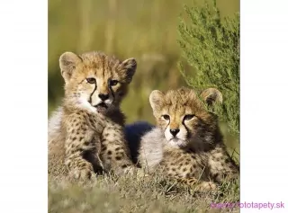 DIMEX fototapeta Malé leopardy MS-3-0229 - 225 x 250 cm