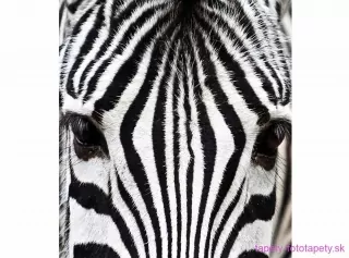 DIMEX fototapeta Zebra MS-3-0234 - 225 x 250 cm