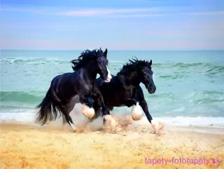 AG Design fototapeta FTS 1336 Horses 360 x 254 cm
