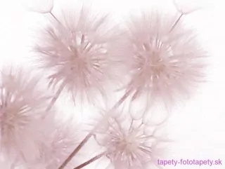 AG Design fototapeta FTS 1326 Flowers 360 x 254 cm