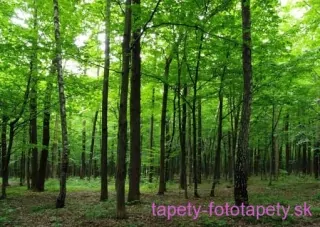 AG Design fototapeta FTS 1324 Forest 360 x 254 cm
