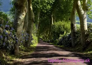 AG Design fototapeta FTS 1303 Alley 360 x 254 cm