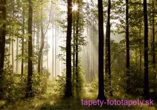 AG Design fototapeta FTS 0181 Morning Forest 360 x 254 cm