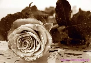 AG Design fototapeta FTS 0086 Rose 360 x 254 cm