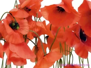 AG Design fototapeta FTS 0479 Poppies 360 x 254 cm