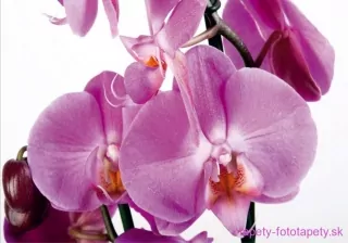 AG Design fototapeta FTS 0049 Orchid 360 x 254 cm