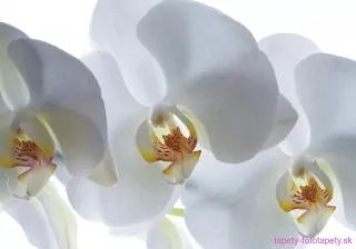AG Design fototapeta FTS S 0832 White orchid 180 x 127 cm