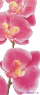 AG Design fototapeta FTN V 2826 Pink orchid 90 x 202 cm