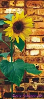 AG Design fototapeta FTN V 2841 Sunflower 90 x 202 cm
