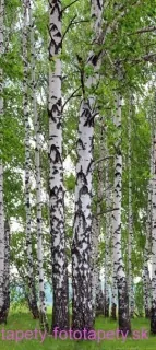 AG Design fototapeta FTN V 2896 Birch's wood 90 x 202 cm