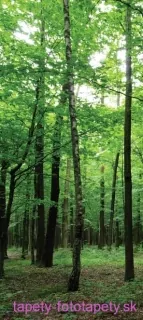 AG Design fototapeta FTN V 2920 Forest 90 x 202 cm