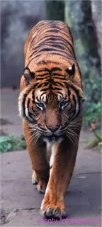AG Design fototapeta FTN V 2800 Tiger 90 x 202 cm
