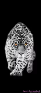 AG Design fototapeta FTN V 2897 Leopard 90 x 202 cm