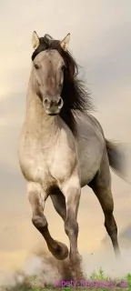 AG Design fototapeta FTN V 2928 Horse 90 x 202 cm
