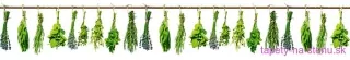 Fototapeta Dimex Herbs KI350-007 | 350 x 60 cm