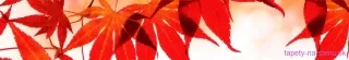 Fototapeta Dimex Red Leaves KI350-008 | 350 x 60 cm