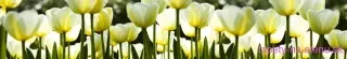 Fototapeta Dimex White Tulips KI350-009 | 350 x 60 cm