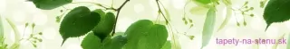 Fototapeta Dimex Green Leaves KI350-010 | 350 x 60 cm