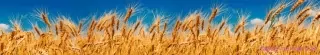 Fototapeta Dimex Wheat Field KI350-011 | 350 x 60 cm