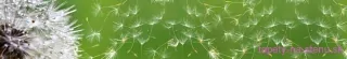 Fototapeta Dimex Dandelion KI350-012 | 350 x 60 cm
