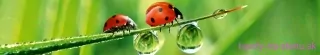 Fototapeta Dimex Ladybird KI350-015 | 350 x 60 cm