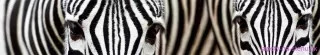 Fototapeta Dimex Zebra KI350-016 | 350 x 60 cm