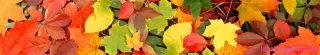 Fototapeta Dimex Leaves KI350-027 | 350 x 60 cm