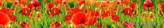 Fototapeta Dimex Red Poppies KI350-028 | 350 x 60 cm