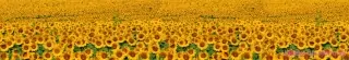 Fototapeta Dimex Sunflowers KI350-030 | 350 x 60 cm
