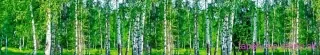 Fototapeta Dimex Birch Grow KI350-044 | 350 x 60 cm