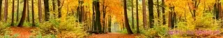 Fototapeta Dimex Autumn Forest KI350-045 | 350 x 60 cm