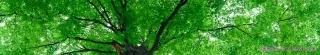 Fototapeta Dimex Tree Top KI350-046 | 350 x 60 cm