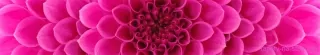 Fototapeta Dimex Pink Dahlia KI350-049 | 350 x 60 cm