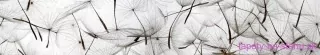 Fototapeta Dimex Dandelion Seeds KI350-050 | 350 x 60 cm