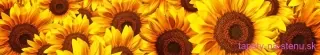 Fototapeta Dimex Helianthus KI350-051 | 350 x 60 cm