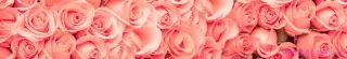 Fototapeta Dimex Roses KI350-052 | 350 x 60 cm