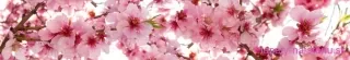 Fototapeta Dimex Apple Blossom KI350-054 | 350 x 60 cm