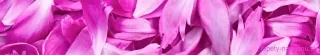 Fototapeta Dimex Violet Petals KI350-055 | 350 x 60 cm