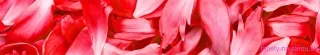 Fototapeta Dimex Red Petals KI350-056 | 350 x 60 cm