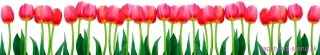 Fototapeta Dimex Bed of Tulips KI350-058 | 350 x 60 cm
