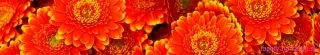 Fototapeta Dimex Gerbera KI350-059 | 350 x 60 cm