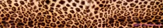 Fototapeta Dimex Leopard skin KI350-069 | 350 x 60 cm