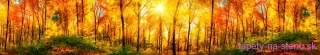 Fototapeta Dimex Sunny Forest KI350-084 | 350 x 60 cm