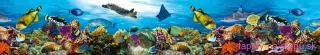 Fototapeta Dimex Fish KI350-092 | 350 x 60 cm
