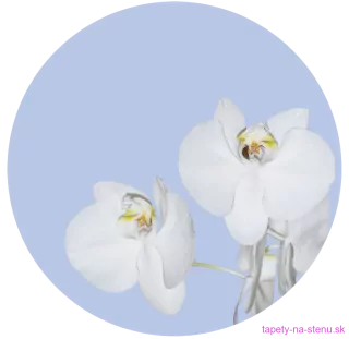 Samolepiaca fototapeta CR3200 Orchid on Blue 70 x 70 cm