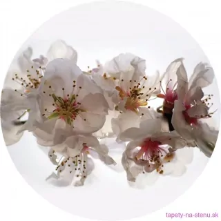 Samolepiaca fototapeta CR3206 Floating Flowers 70 x 70 cm